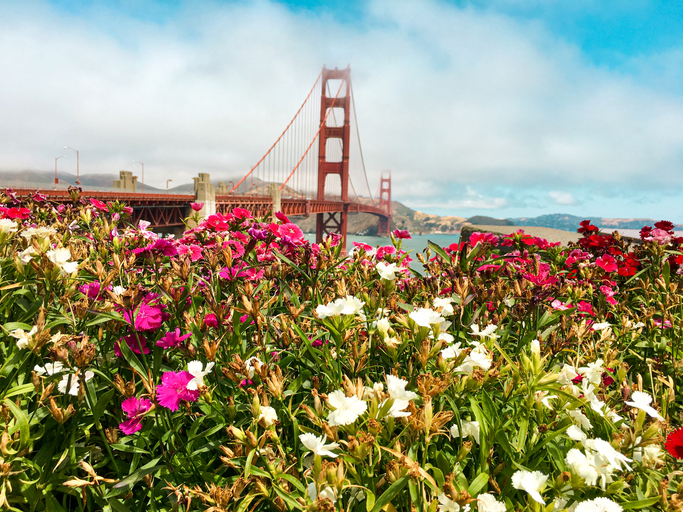 view of the Golden Gate Bridge on a cloudy day during summer with purple and white flowers in the foreground