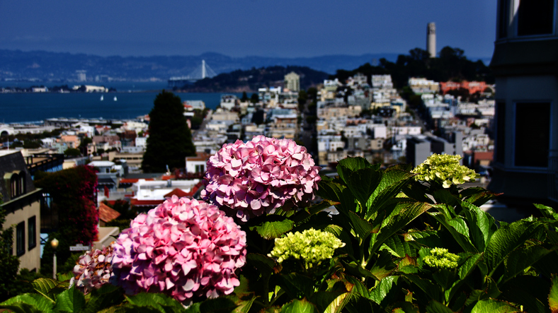 High-angle view of San Francisco's Telegraph Hill, featuring Coit Tower and the multicolored homes of the city by the bay, framed by pink flowers